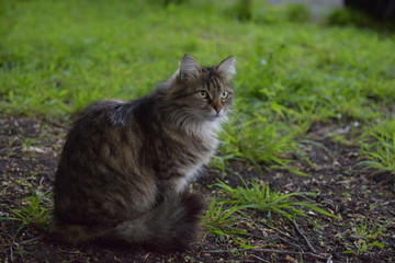 Fluffy cat sits in the green grass