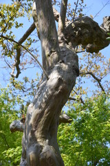 Fototapeta na wymiar Crape myrtle trunk and bark / Lythraceae deciduous tree 