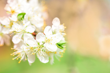 Obraz na płótnie Canvas Flowering white cherry. Tender spring card. Pink blur bokeh background.