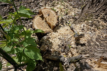 wood texture