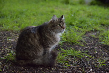 Fluffy cat sits in the green grass