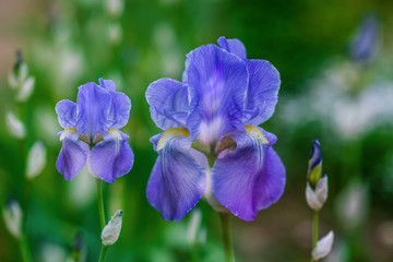 Fototapeta na wymiar Closeup iris flower outdoors, blue iris flower in the garden