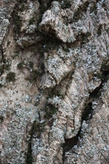 tree bark texture