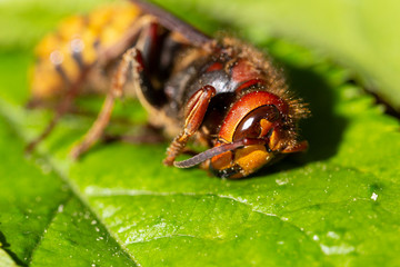 Big Hornet in detail