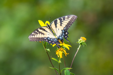 Tiger swallowtail butterfly on a yellow flower.