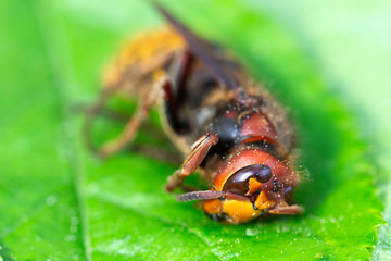 Big Hornet in detail