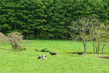 Fototapeta na wymiar 森と放牧の乳牛たち