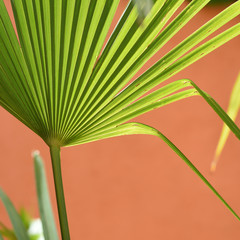 Palm leaf with sunlight and orange background in patio.