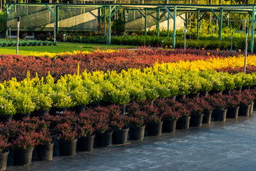 barberry shrubs for landscape gardening and planted in tubs outdoors in the garden center