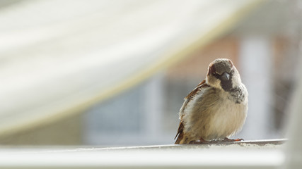 sparrow on a branch