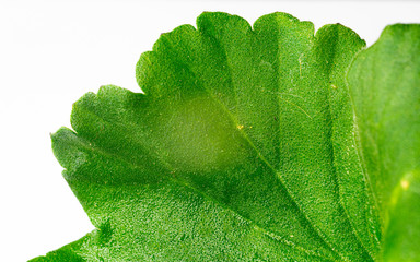 green leaf isolated on a white background
