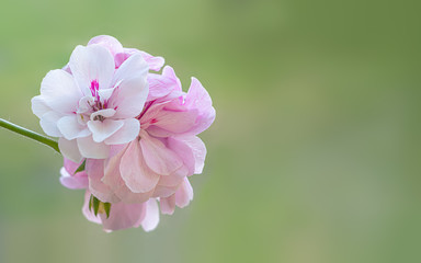 close up of pink flower