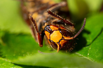 Big Hornet in detail