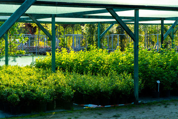 frame for plants with a grid for creating flowers in the garden center