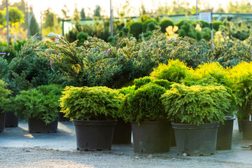 bushes and evergreen plants in tubs in the open air, plants in the garden center