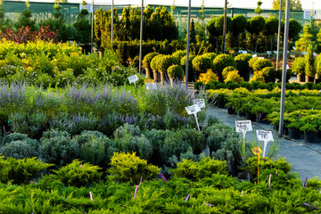 flowering bushes in a tub in a garden center for landscaping, for working with landscaping