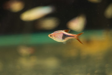 Obraz premium Trigonostigma heteromorpha tropical fish in aquarium