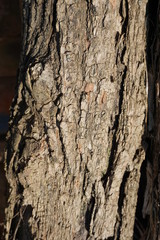 tree bark texture