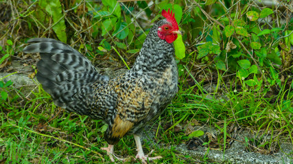 free range chicken