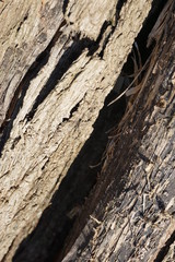 tree bark texture
