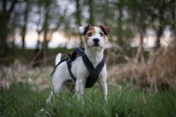 Cute Parson Russell Terrier in Long Sport Harness with Natural Bokeh Background