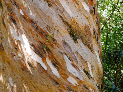 arrayan myrtle woods patagonia