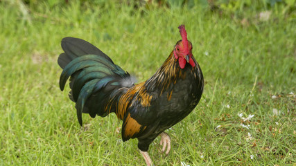rooster in the grass