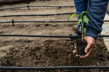 Fototapeta premium hands holding a tomatoes seedlings and plant in to the ground