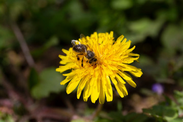 Yellow Dandelion  with the Bee in the Detail