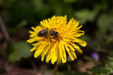 Yellow Dandelion  with the Bee in the Detail