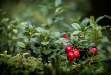 Lingonberries berries Growing in forest macro