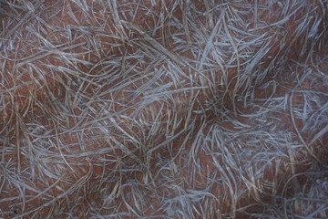 brown texture