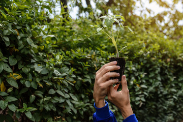 Fototapeta na wymiar hands holding a tomatoes seedlings on a green background