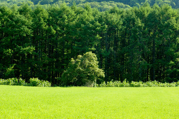 森と牧草地
