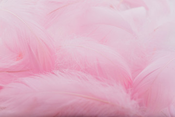 Abstract background. Pink downy feathers.
