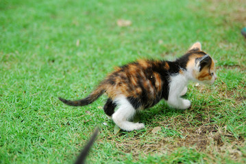 Cute domestic kittens learn to walk on green grass