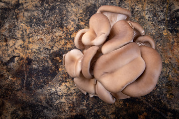 Raw oyster mushrooms. A clump of oyster mushrooms on a rustic background