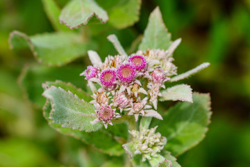 Rosy camphorweed (Pluchea baccharis) - Davie, Florida, USA