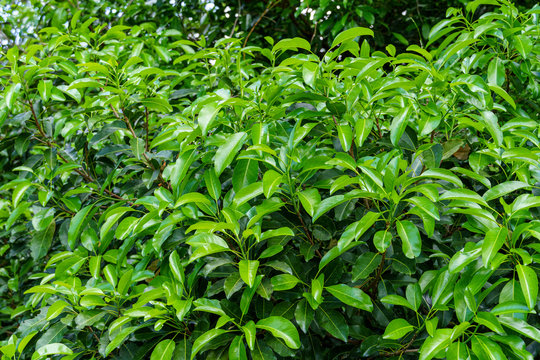 False mastic a.k.a. yellow mastic (Sideroxylon foetidissimum) - Davie, Florida, USA