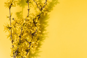 Forsythia. Forsythia twig on yellow background with space to enter texts