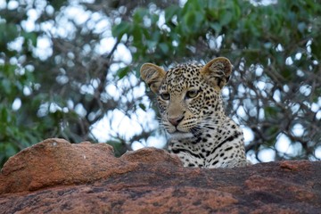 leopard cub on the rock