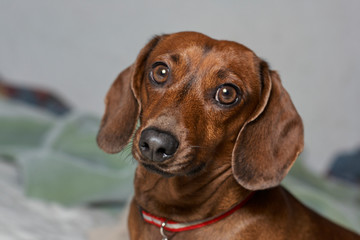 Brown weinerdog dachshund portrait