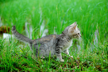 Cute domestic kittens foraging in the rice fields