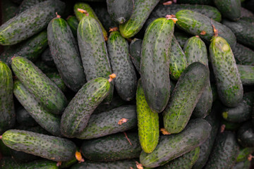 Box with pickles. Small cucumbers in a box top view.