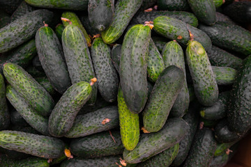 Box with pickles. Small cucumbers in a box top view.