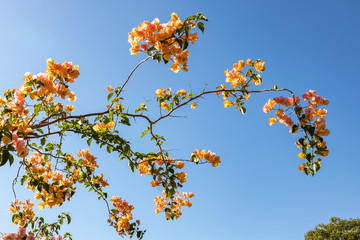 florada da primavera