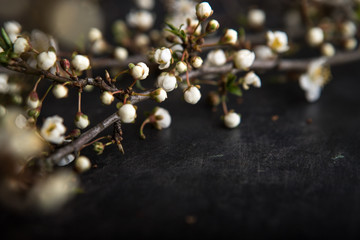 Twig with flowers of apple, spring background.