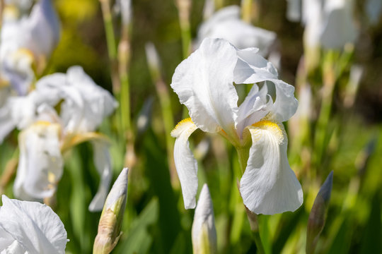 Close up of white iris flowers in the sun, photographed with a macro lens at the walled garden in Eastcote, Hillingdon, UK