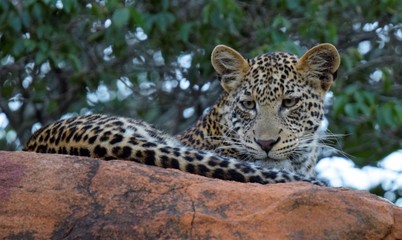 leopard on the rock
