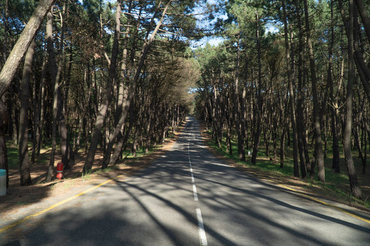 road to pinar parque naural de las dunas de liencres